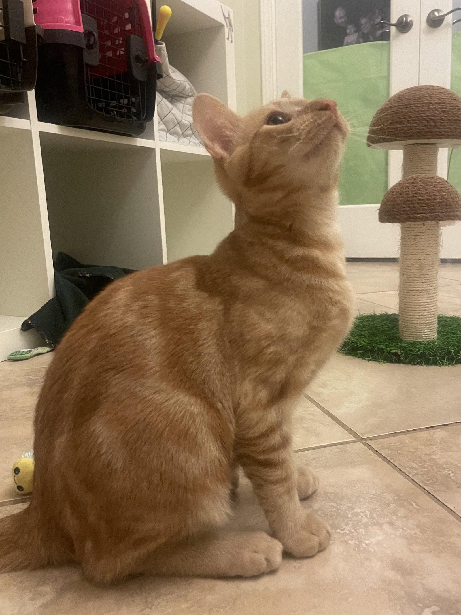 Cheeto (5052), Adoptable, Kitten Male Domestic Short Hair.