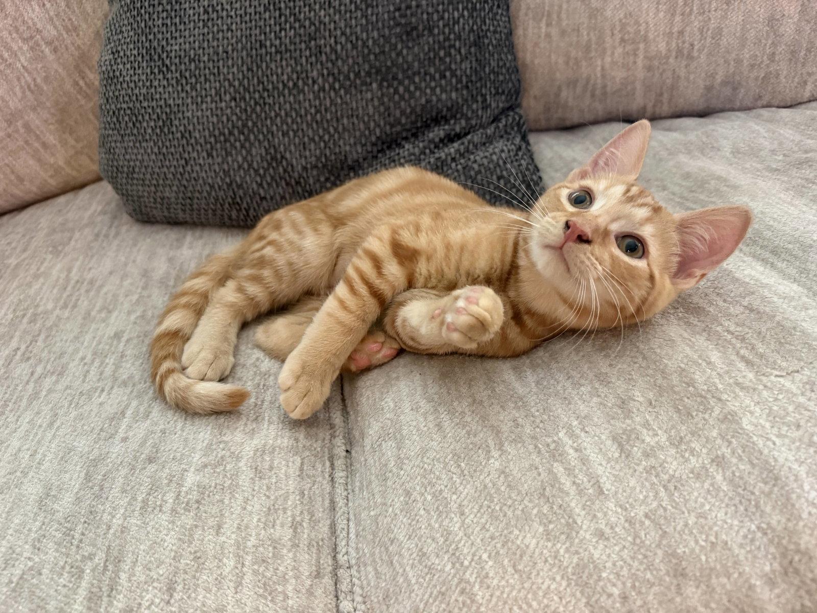 Cheeto (5052), Adoptable, Kitten Male Domestic Short Hair.
