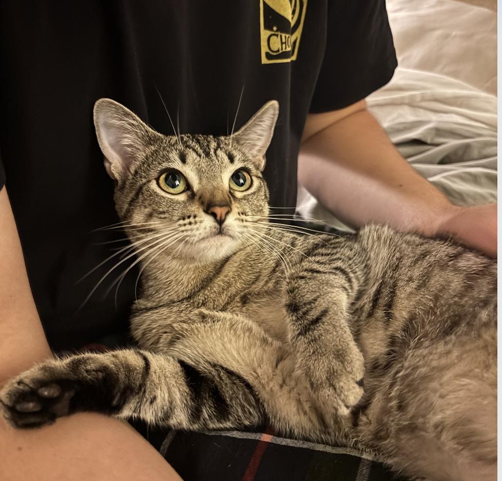 Dill, Adoptable, Kitten Female Domestic Short Hair.