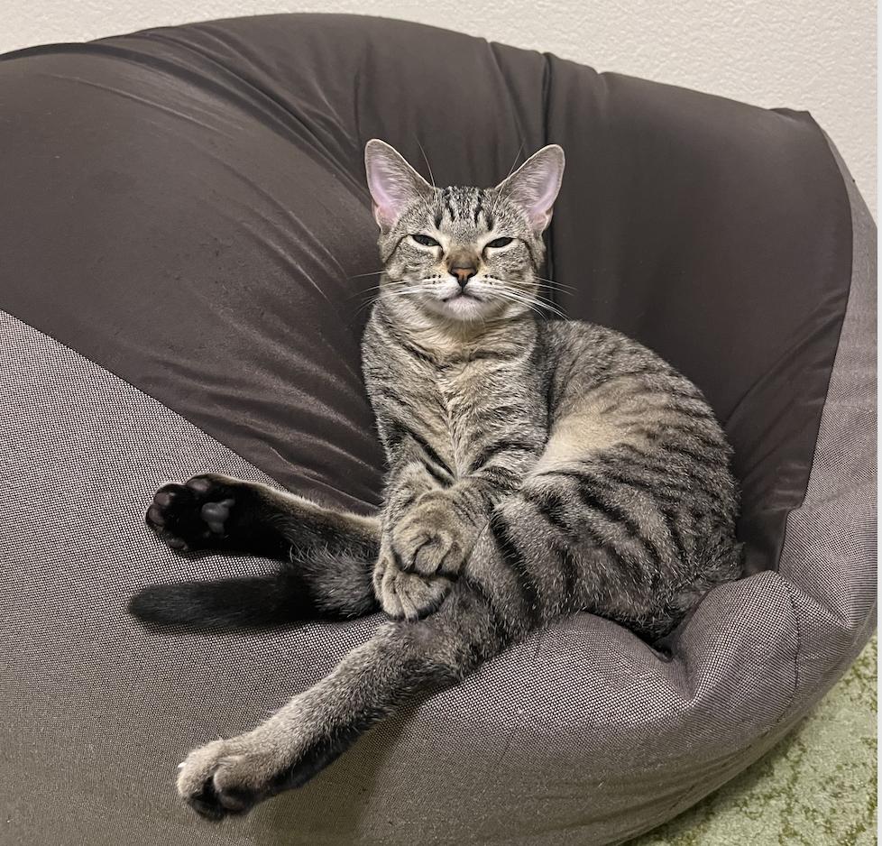 Dill, a Adoptable Domestic Short Hair in Davis, CA image 3/4