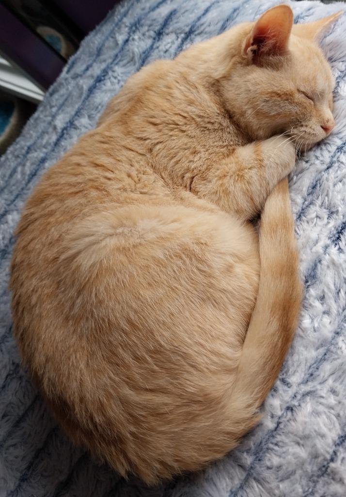Navigator * IN FOSTER *, Adoptable, Kitten Male Domestic Short Hair.