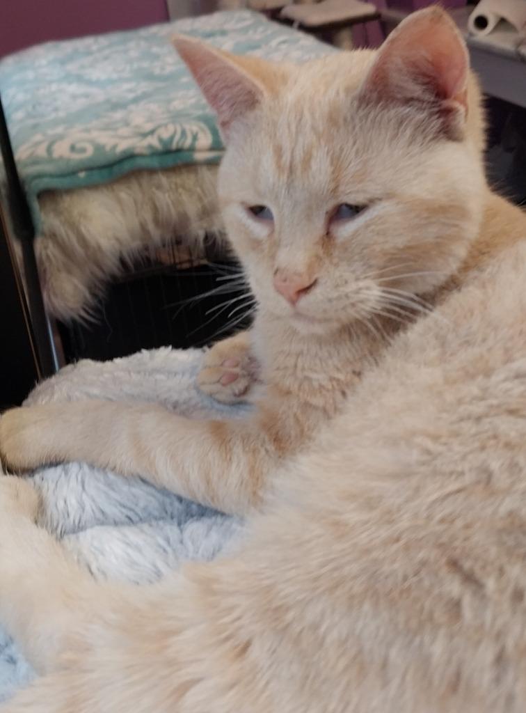 Navigator * IN FOSTER *, a Adoptable mixed breed in South Bend, IN image 3/3