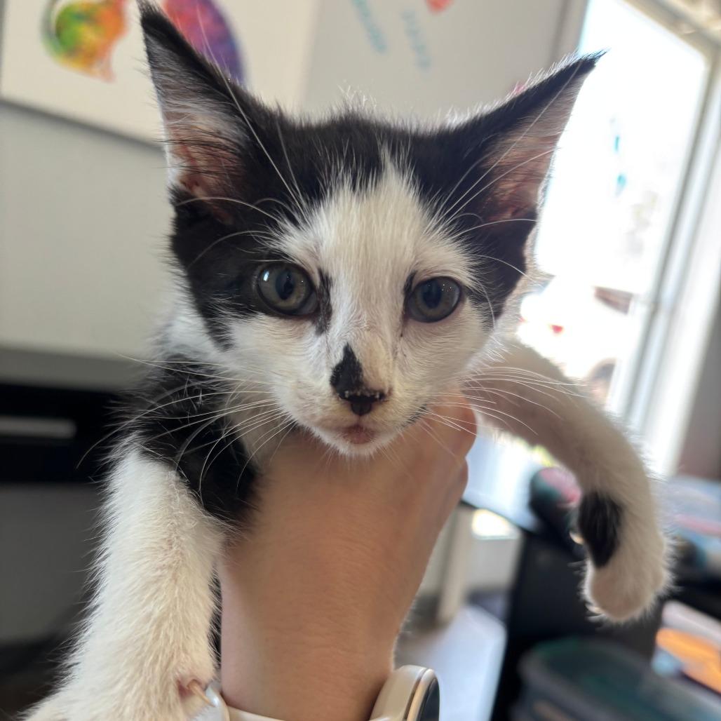 Enlarge Jasper, a Adoptable Domestic Short Hair in Marion, VA image 1/1