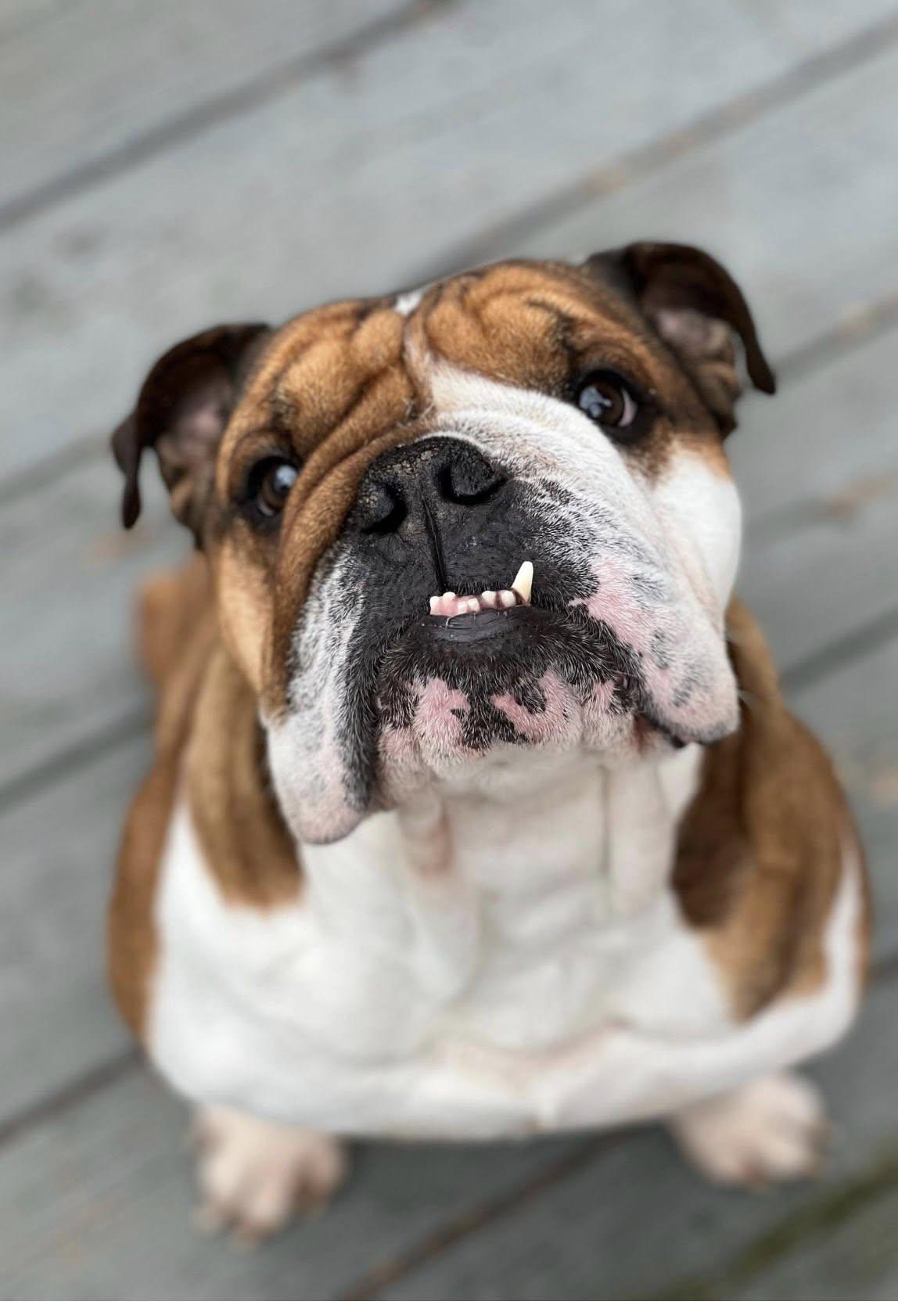 Taco, ADOPTABLE, Adult Male English Bulldog.