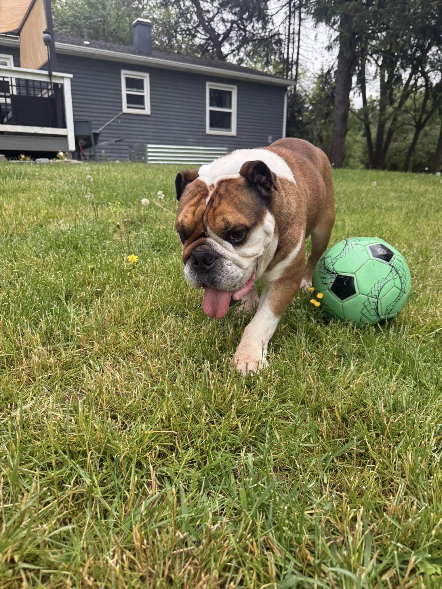 Taco, a ADOPTABLE English Bulldog in Belmar, NJ image 5/6