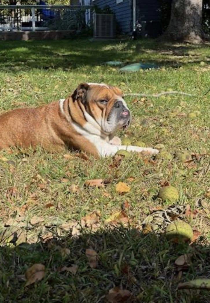 Taco, a ADOPTABLE English Bulldog in Belmar, NJ image 3/6