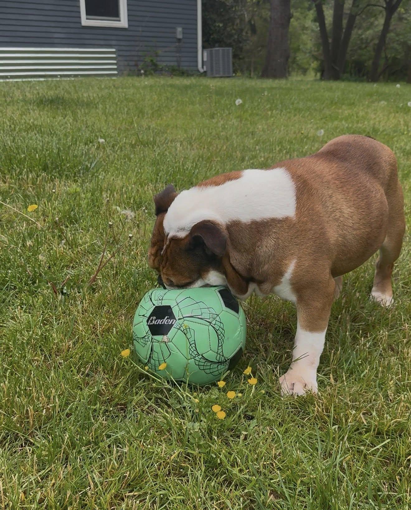 Taco, a ADOPTABLE English Bulldog in Belmar, NJ image 4/6