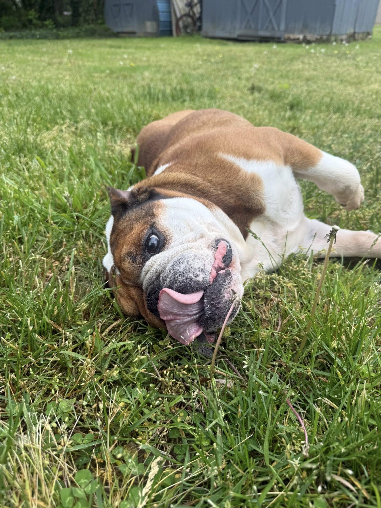 Taco, a ADOPTABLE English Bulldog in Belmar, NJ image 6/6