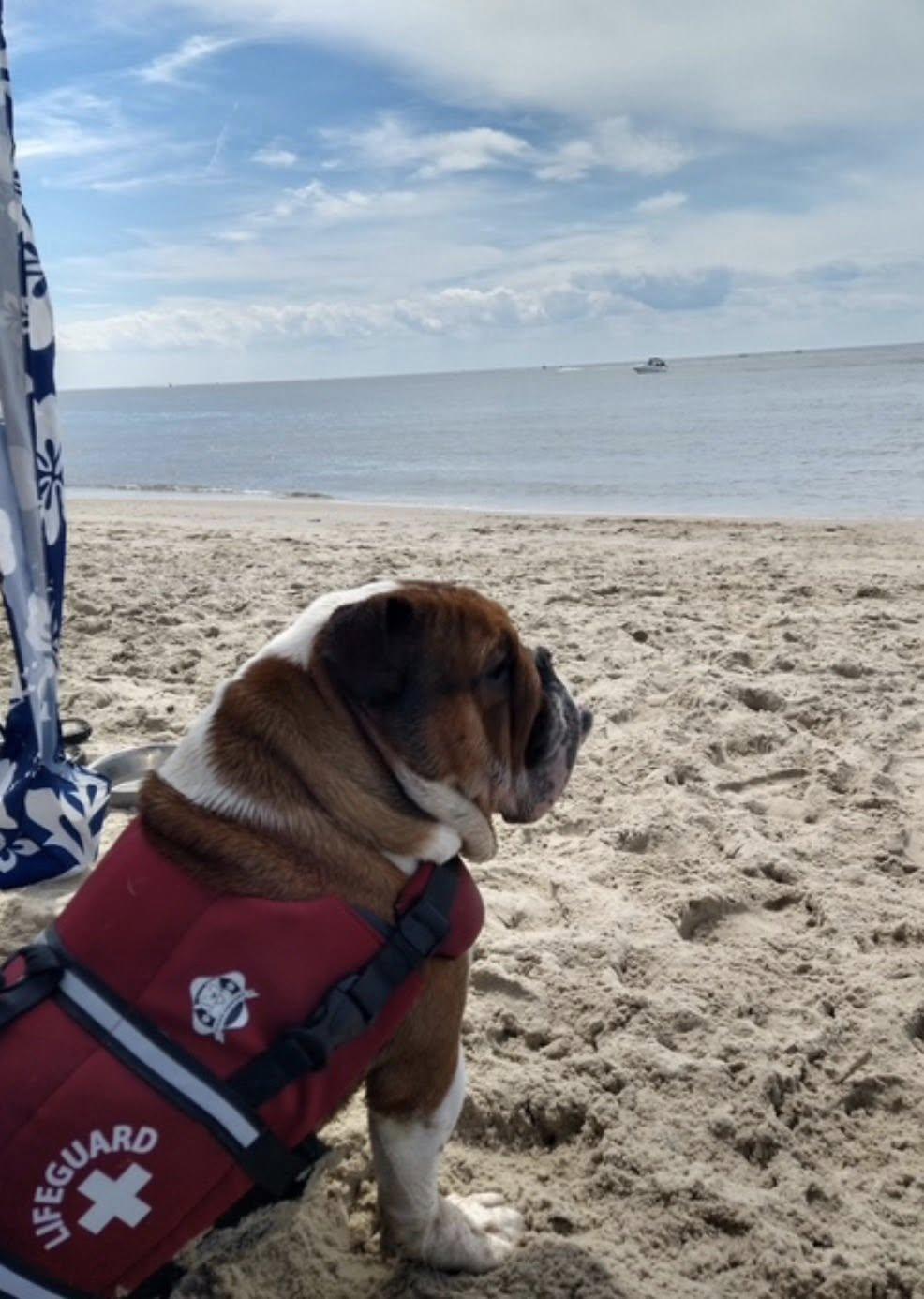 Taco, a ADOPTABLE English Bulldog in Belmar, NJ image 2/6