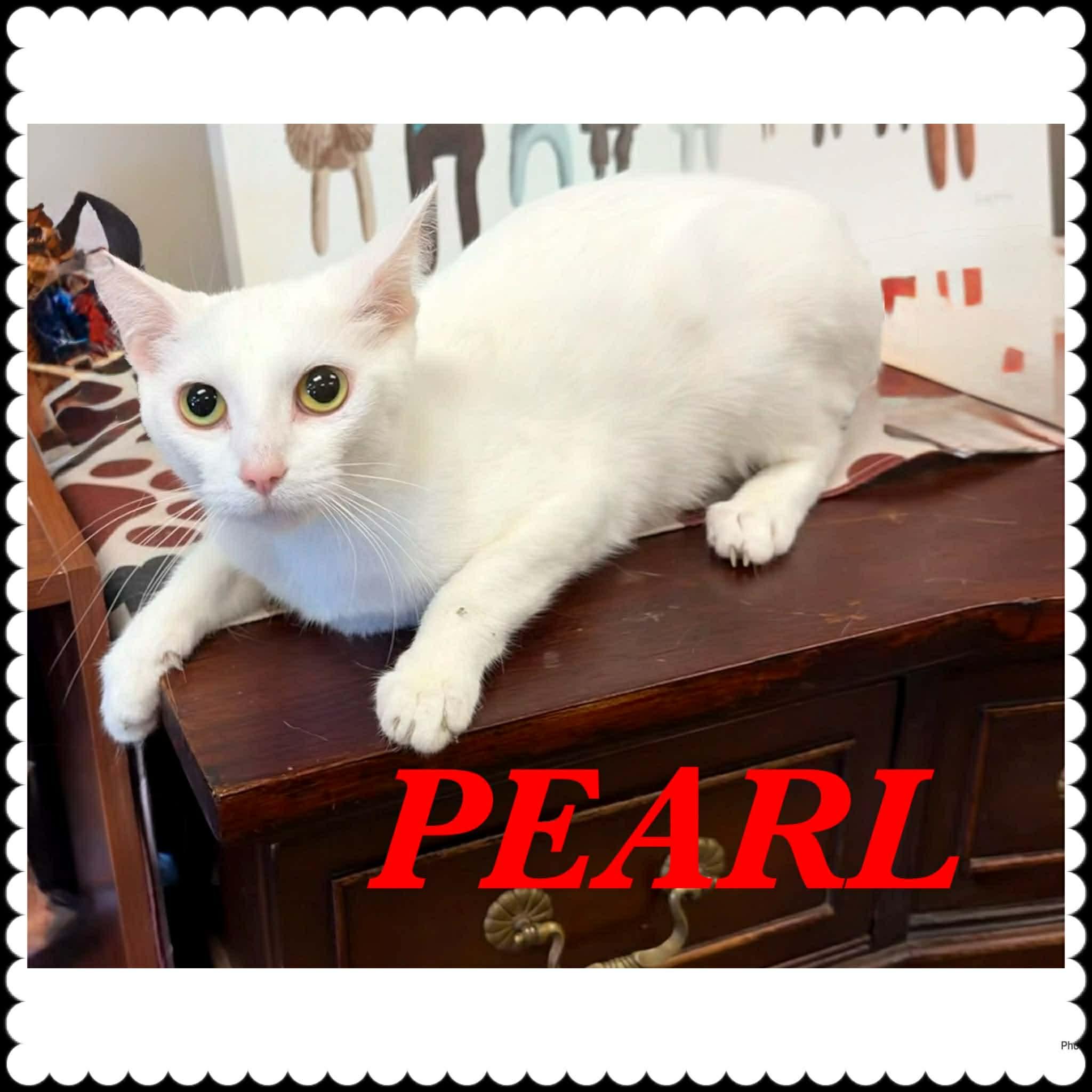 Enlarge Pearl, a Adoptable American Shorthair in Ashland, KY image 1/1