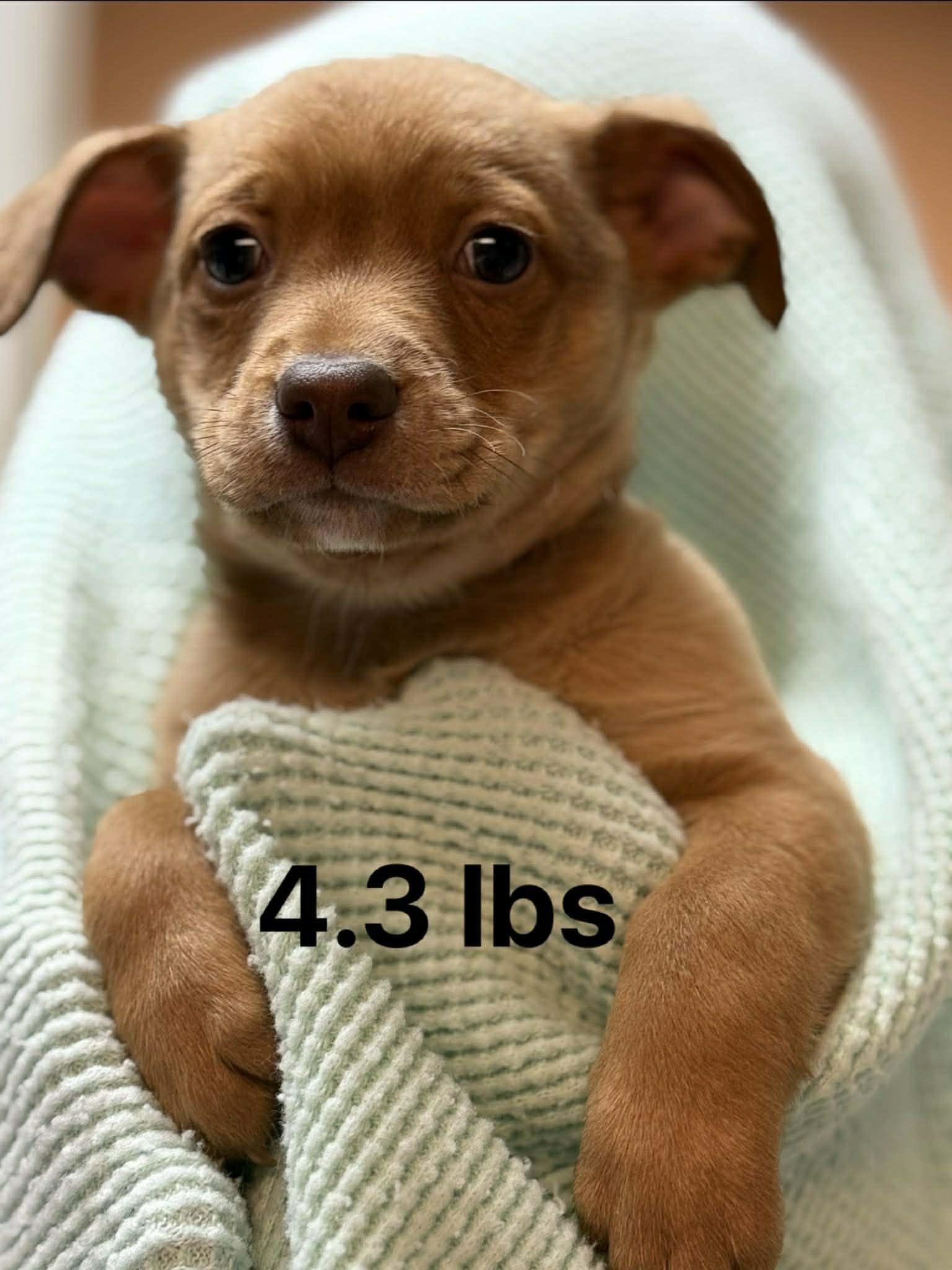 Carl, Adoptable, Puppy Male Chihuahua & Jack Russell Terrier.