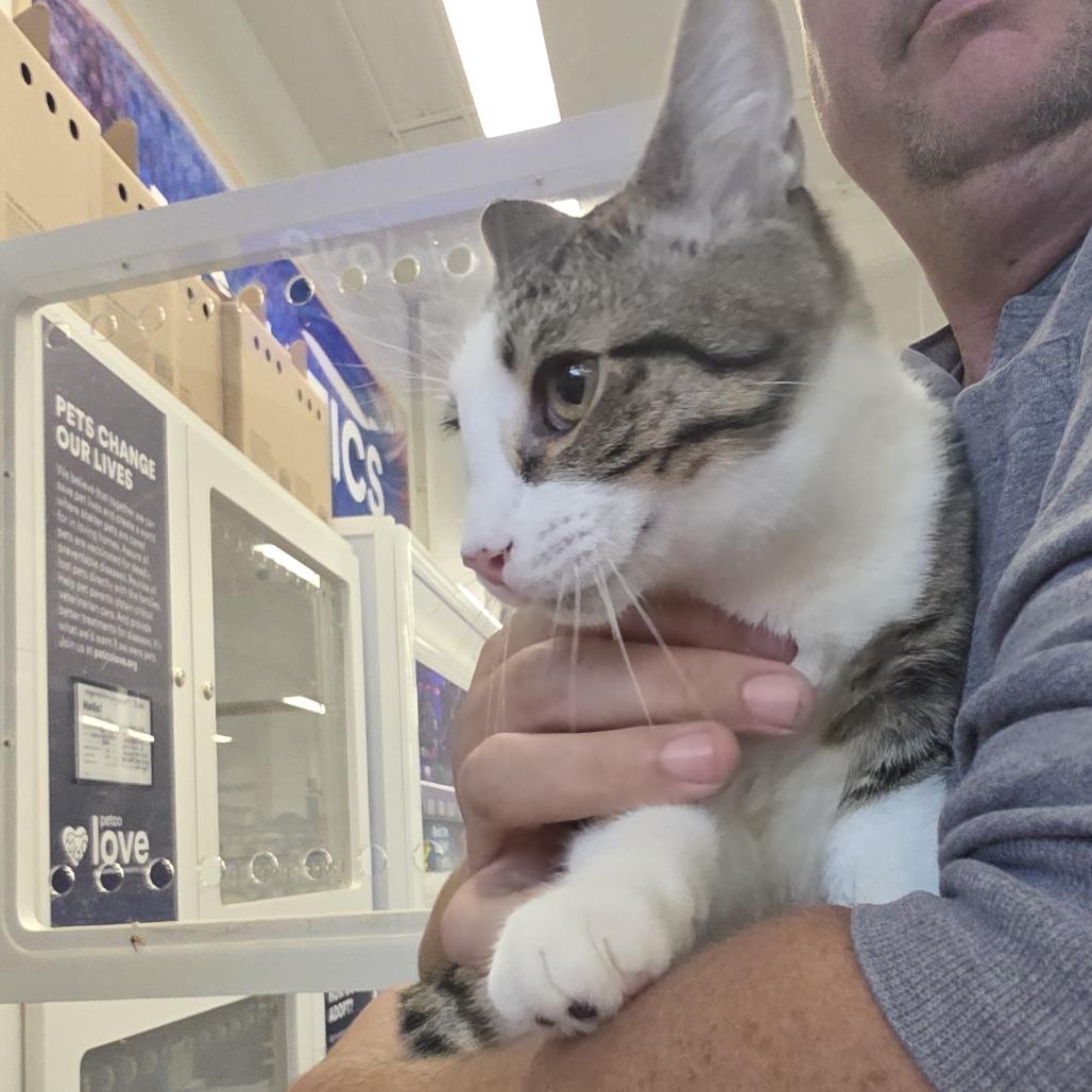 Skipper, a Adoptable Domestic Short Hair in Kinston, NC image 5/6