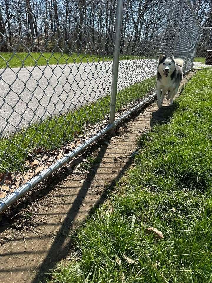 Mocha, Adoptable, Young Female Husky.