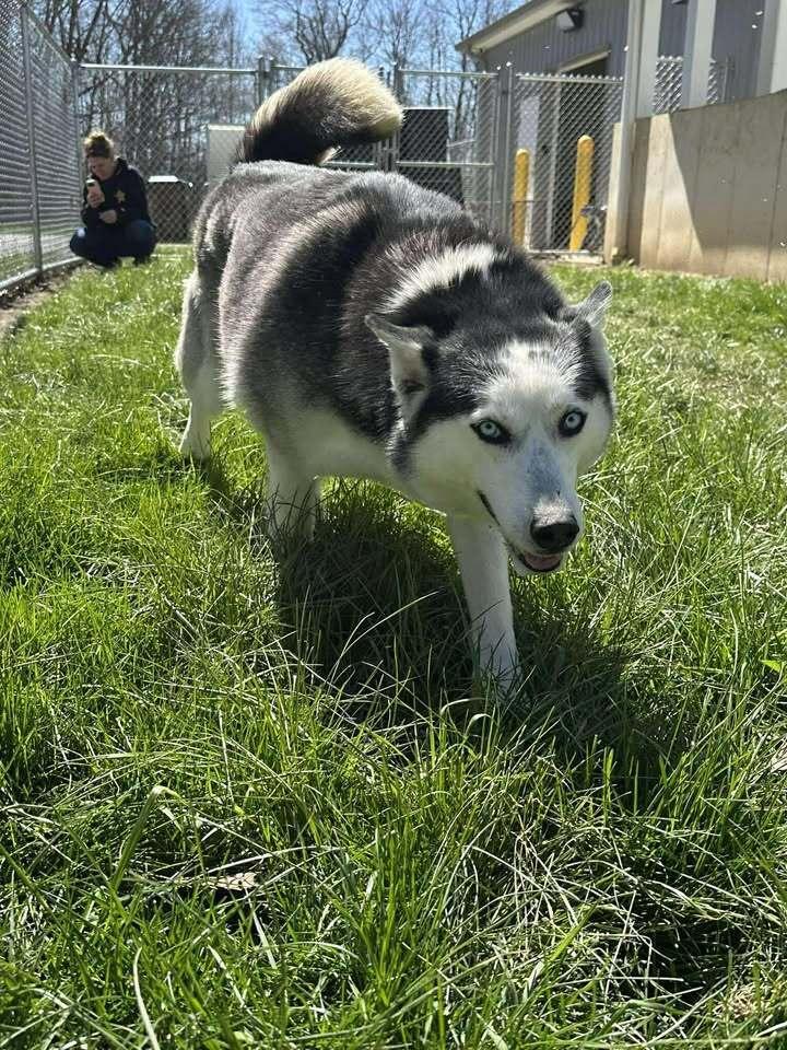 Enlarge Mocha, a Adoptable Husky in Hillsboro, OH image 2/3
