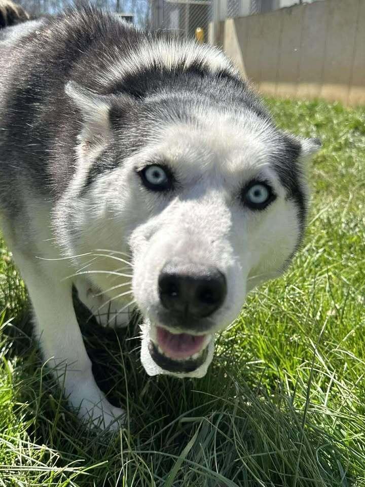 Enlarge Mocha, a Adoptable Husky in Hillsboro, OH image 3/3