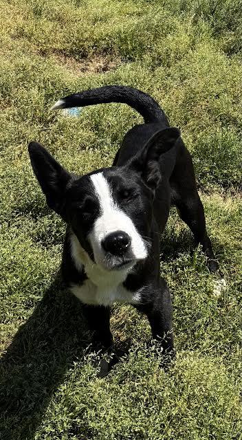 Snoopy, Adoptable, Young Male Feist.