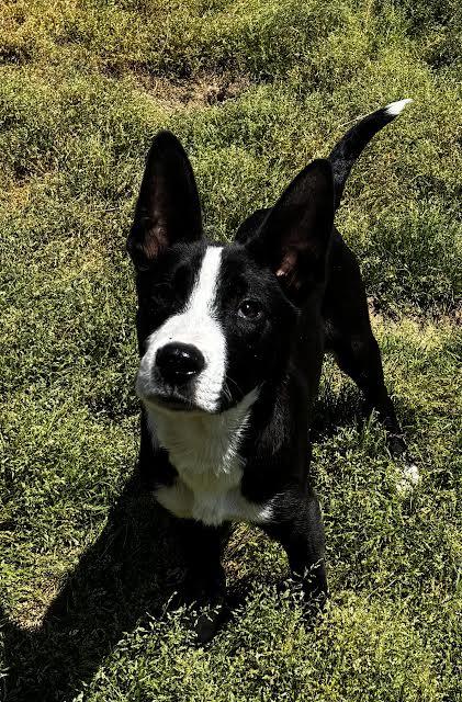 Snoopy, a Adoptable Feist in Rutledge, TN image 2/2