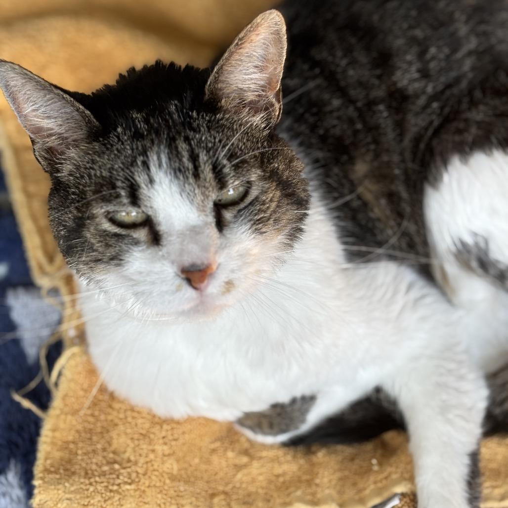 Z-Boy, Adoptable, Senior Male Domestic Medium Hair.