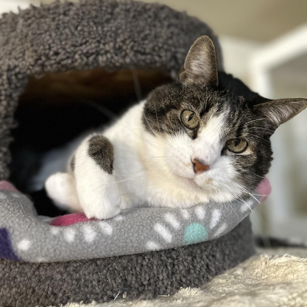 Enlarge Z-Boy, a Adoptable Domestic Medium Hair in Bountiful, UT image 2/4