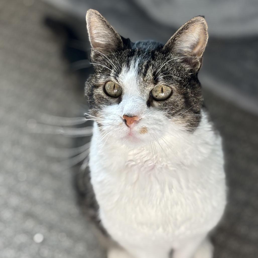 Enlarge Z-Boy, a Adoptable Domestic Medium Hair in Bountiful, UT image 3/3
