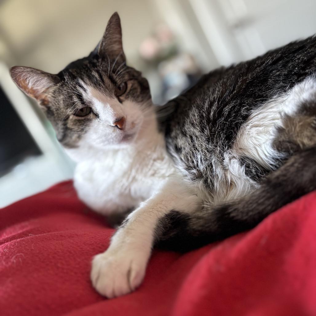 Z-Boy, a Adoptable Domestic Medium Hair in Bountiful, UT image 3/3