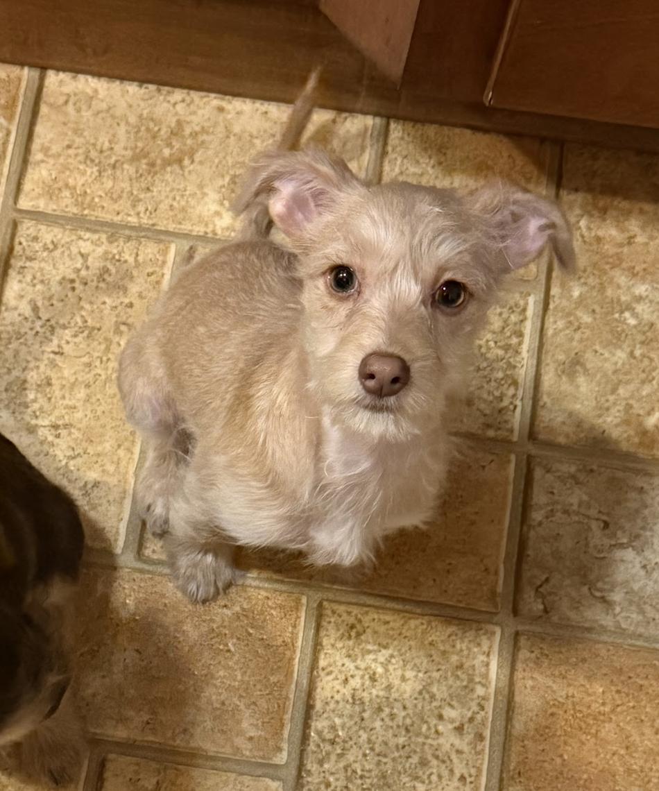 Enlarge Scottie, an adopted mixed breed in Burbank, CA image 1/6