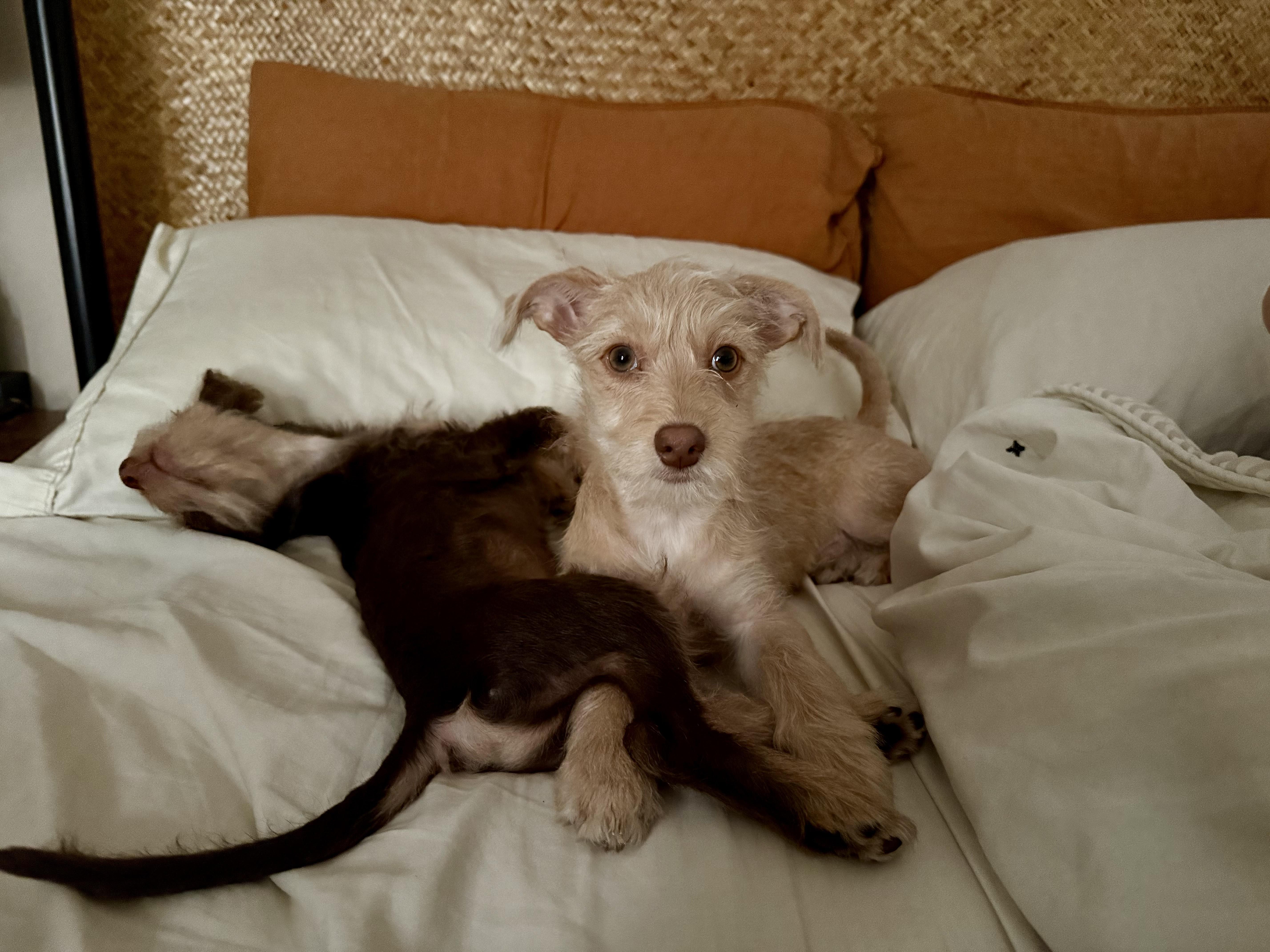 Enlarge Scottie, an adopted mixed breed in Burbank, CA image 6/6