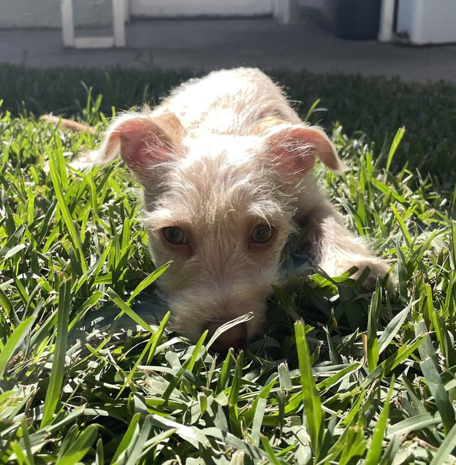 Enlarge Scottie, an adopted mixed breed in Burbank, CA image 2/6