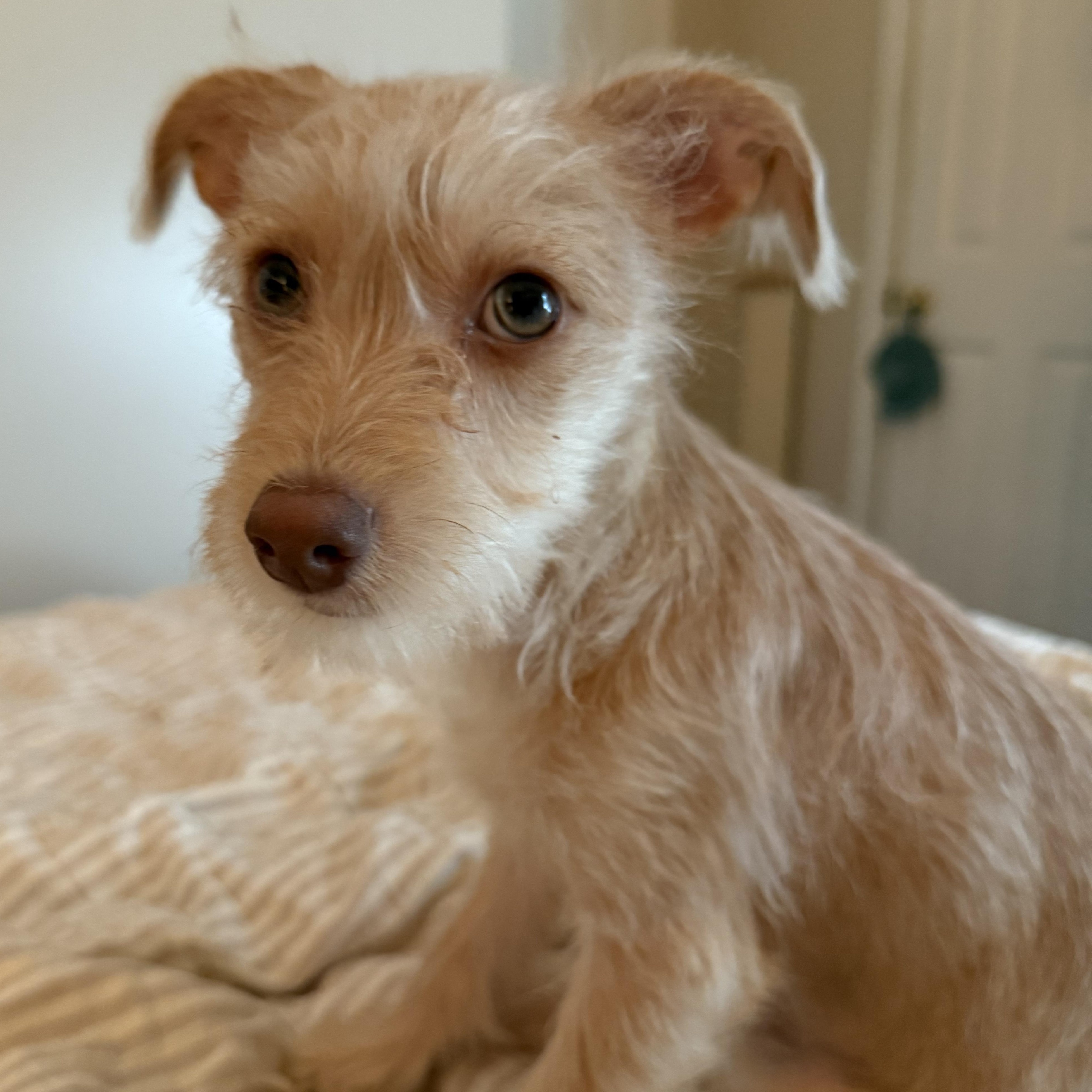 Enlarge Scottie, an adopted mixed breed in Burbank, CA image 3/6