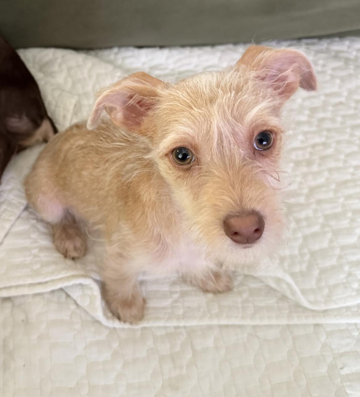 Enlarge Scottie, an adopted mixed breed in Burbank, CA image 4/6