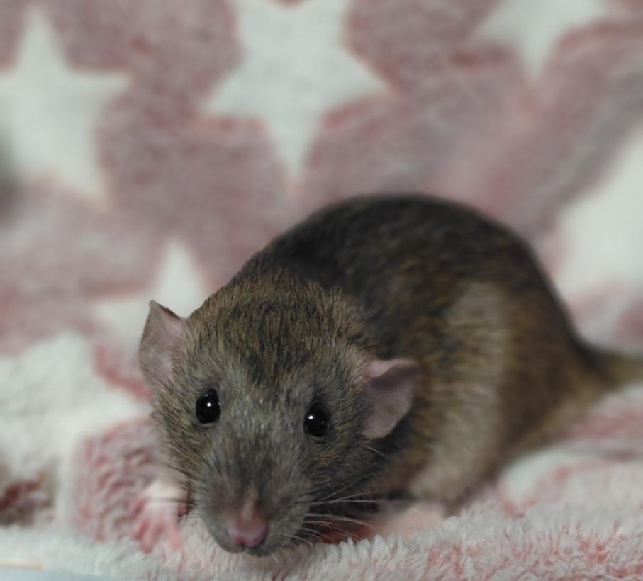 Enlarge Wednesday, a Adoptable Rat in Cincinnati, OH image 1/1