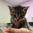 Enlarge Jeff Gordon, an adopted Domestic Short Hair in Cedar Rapids, IA image 1/1