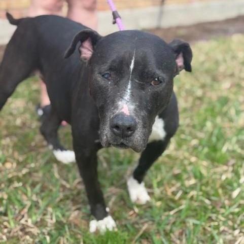 Betty, Senior Female Pit Bull Terrier