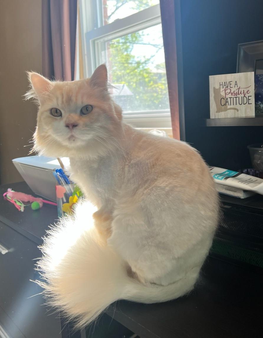 Enlarge Milo, a ADOPTABLE Domestic Long Hair in Pittsburgh, PA image 5/5