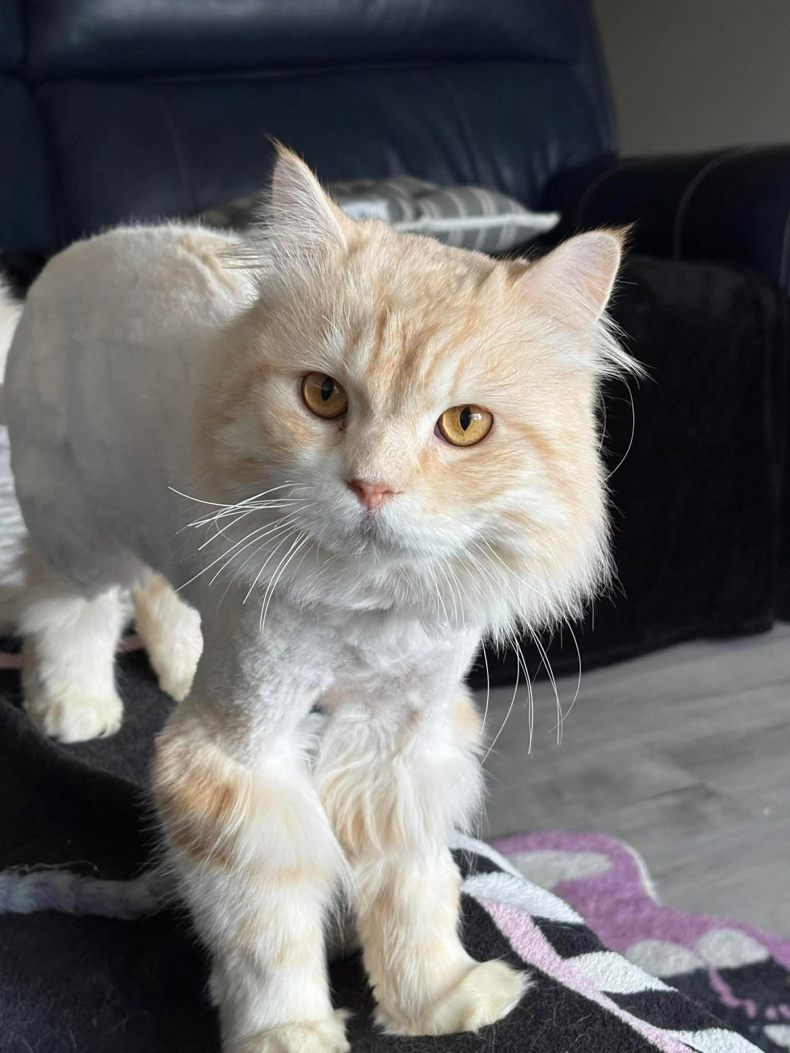 Enlarge Milo, a ADOPTABLE Domestic Long Hair in Pittsburgh, PA image 3/5