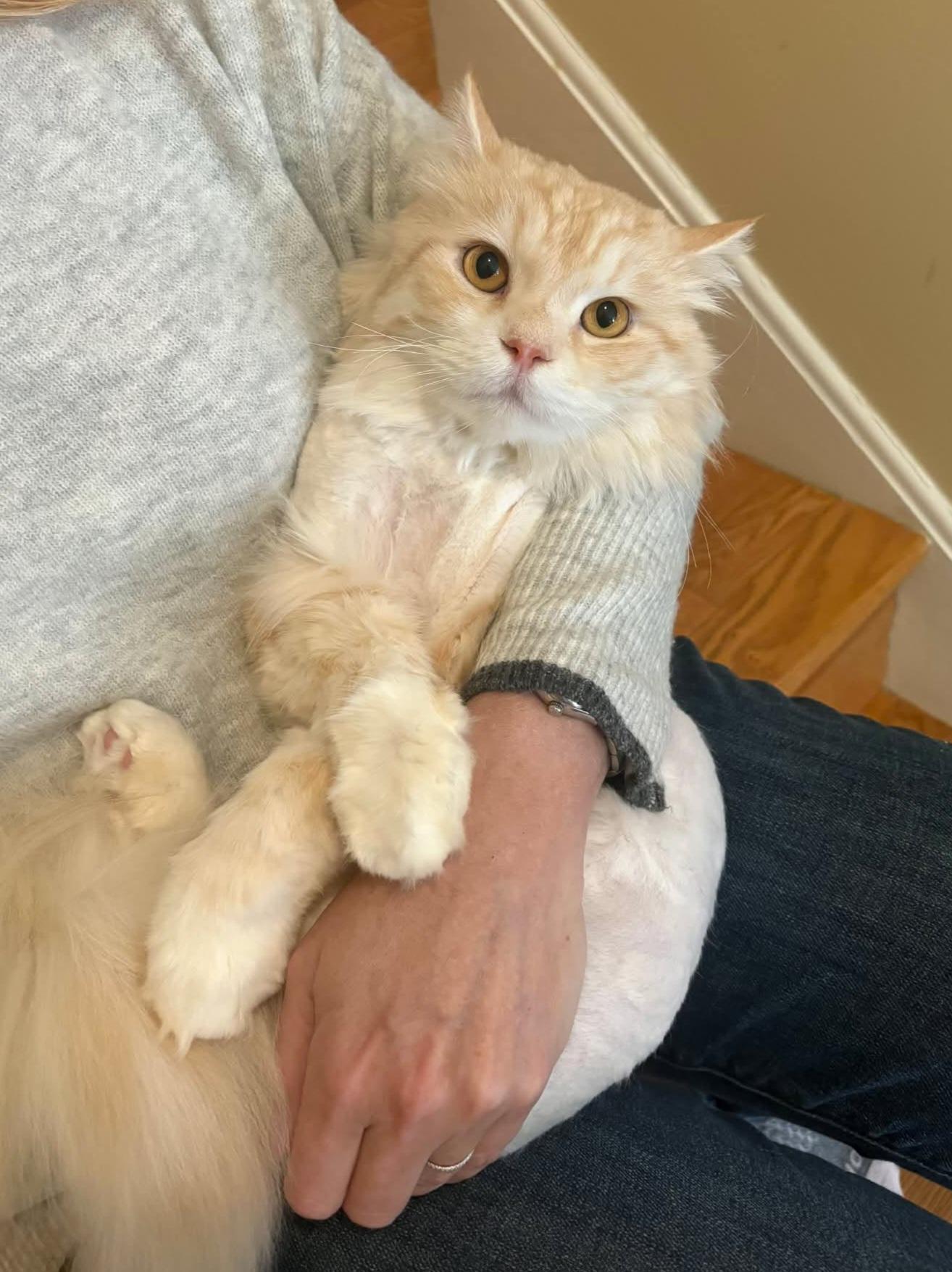 Enlarge Milo, a ADOPTABLE Domestic Long Hair in Pittsburgh, PA image 4/5