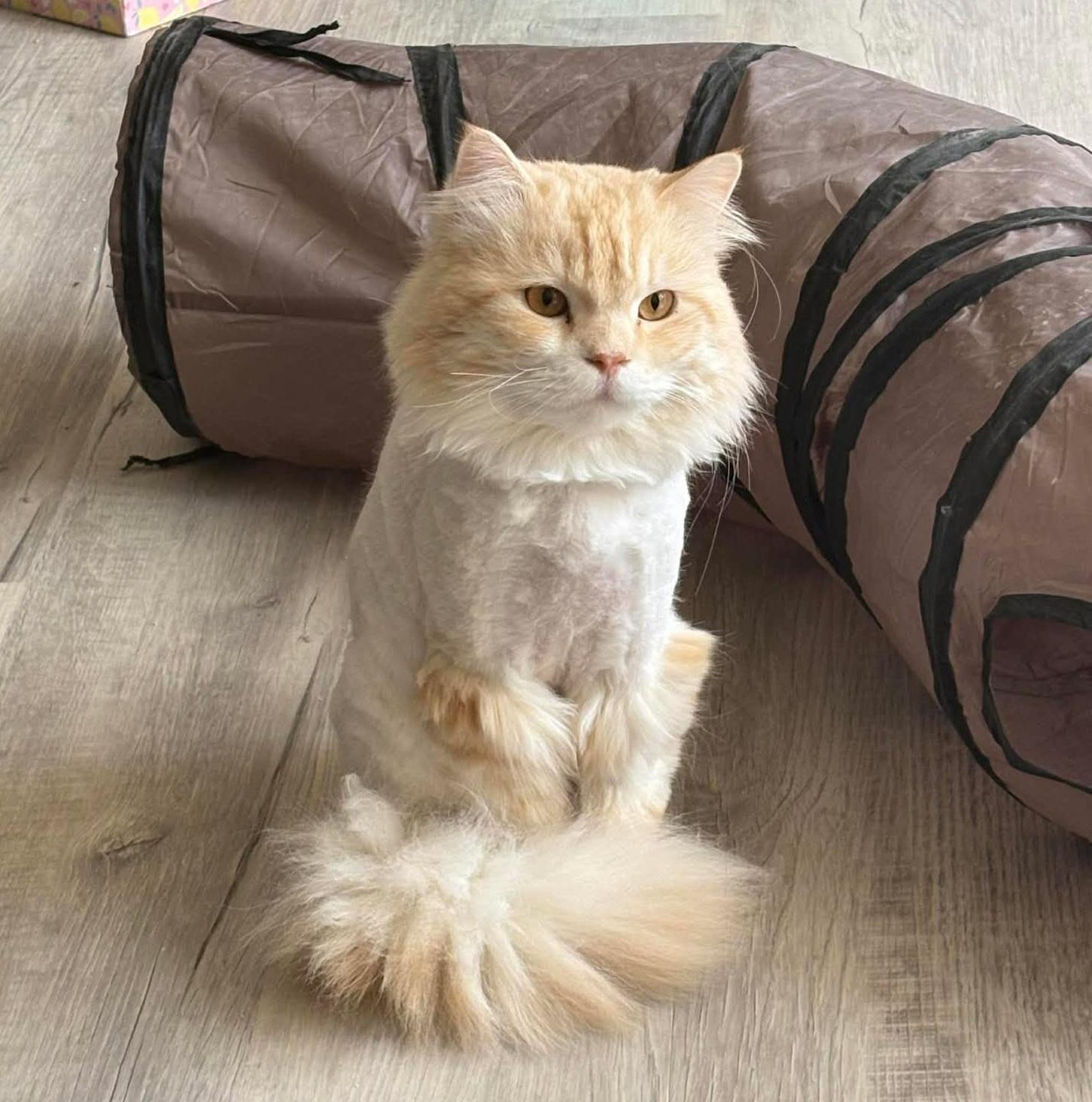 Enlarge Milo, a ADOPTABLE Domestic Long Hair in Pittsburgh, PA image 2/5