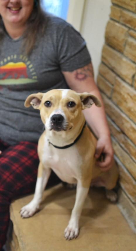 Betsy, Adoptable, Adult Female Terrier.