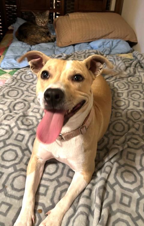 Enlarge Betsy, a Adoptable mixed breed in Germantown, TN image 2/5