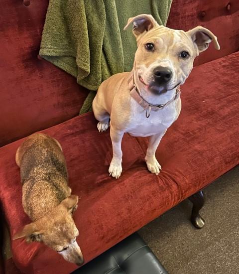 Enlarge Betsy, a Adoptable mixed breed in Germantown, TN image 3/5