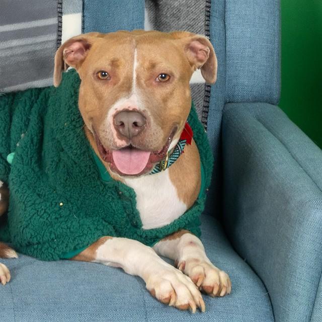 SHAKIRA, Adoptable, Adult Female Pit Bull Terrier & Mixed Breed.