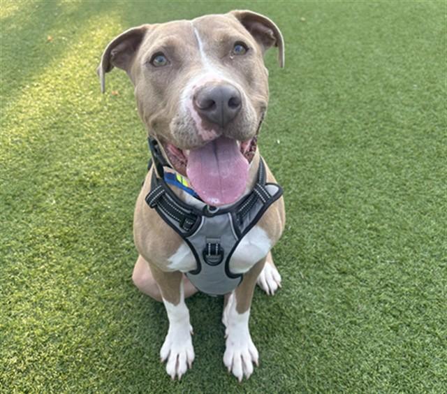 SHAKIRA, Adoptable, Adult Female Pit Bull Terrier & Mixed Breed.