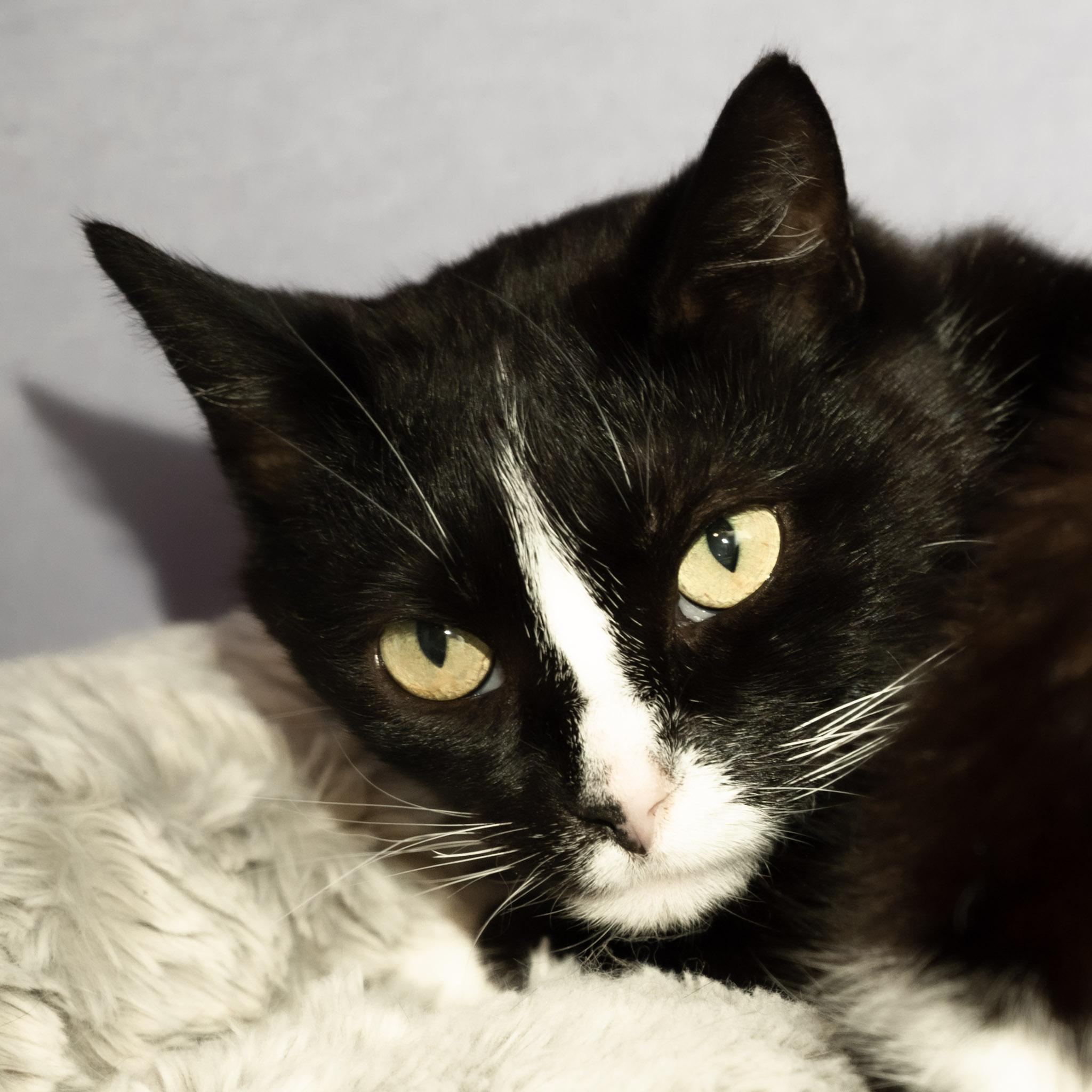 Enlarge Talia, a ADOPTABLE Domestic Short Hair in Victor, NY image 5/5