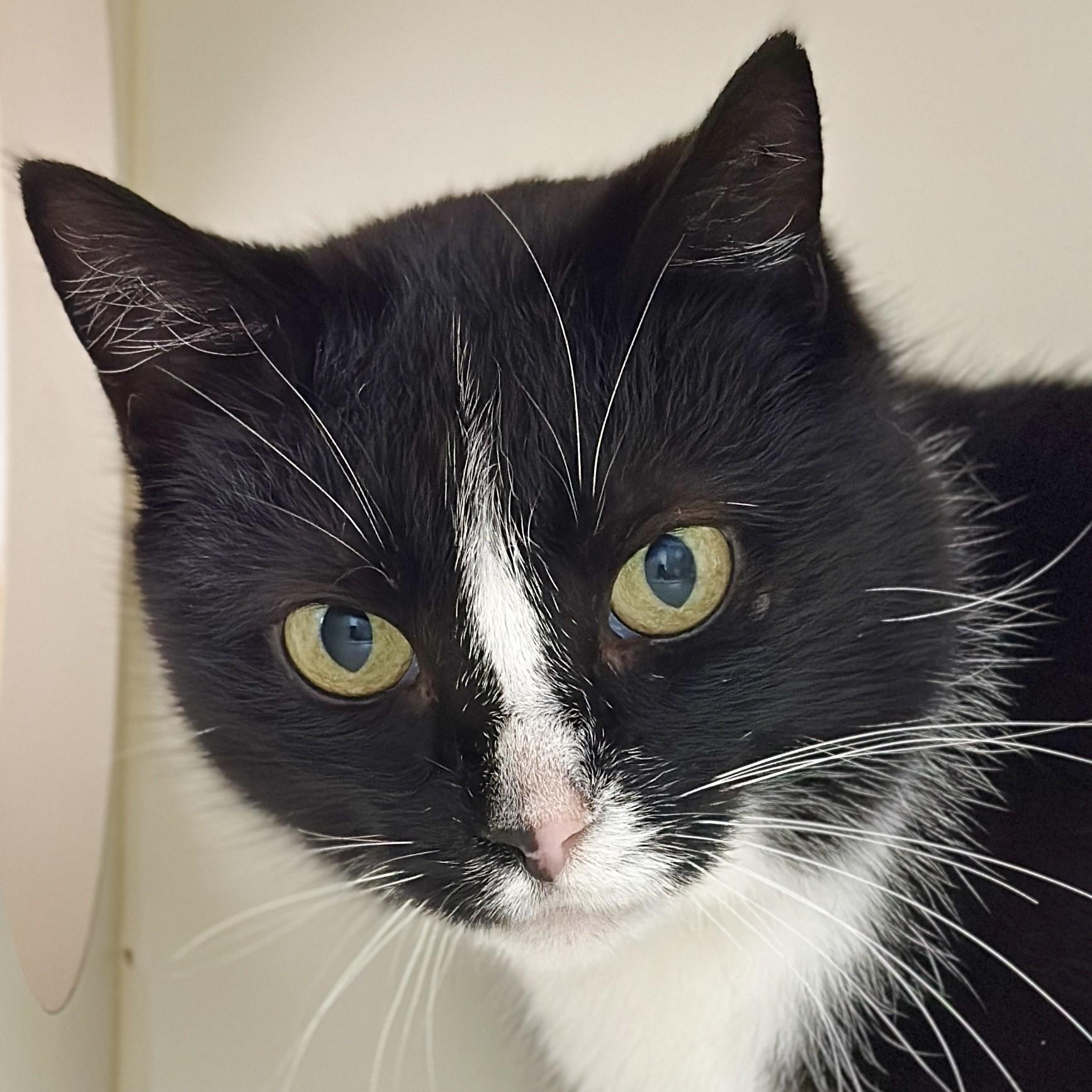 Enlarge Talia, a ADOPTABLE Domestic Short Hair in Victor, NY image 1/5