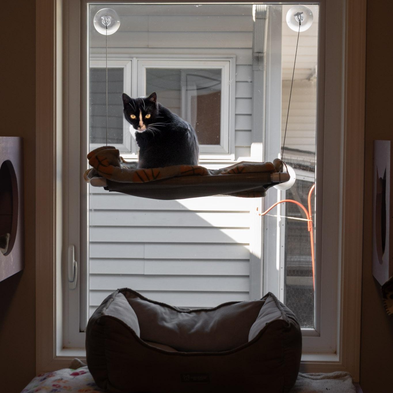 Enlarge Talia, a ADOPTABLE Domestic Short Hair in Victor, NY image 4/5