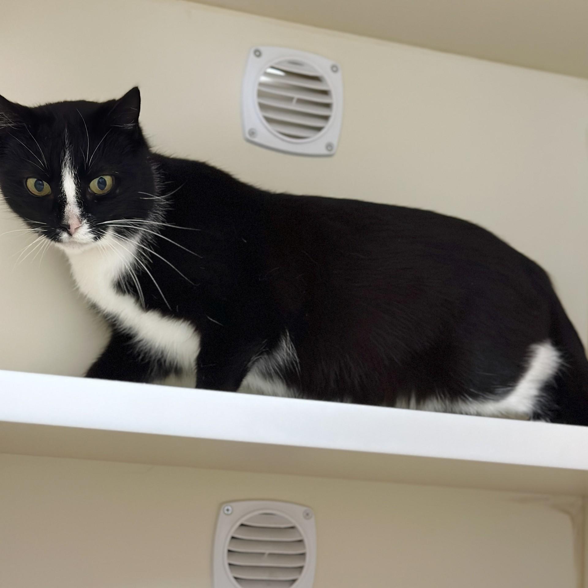 Enlarge Talia, a ADOPTABLE Domestic Short Hair in Victor, NY image 3/5