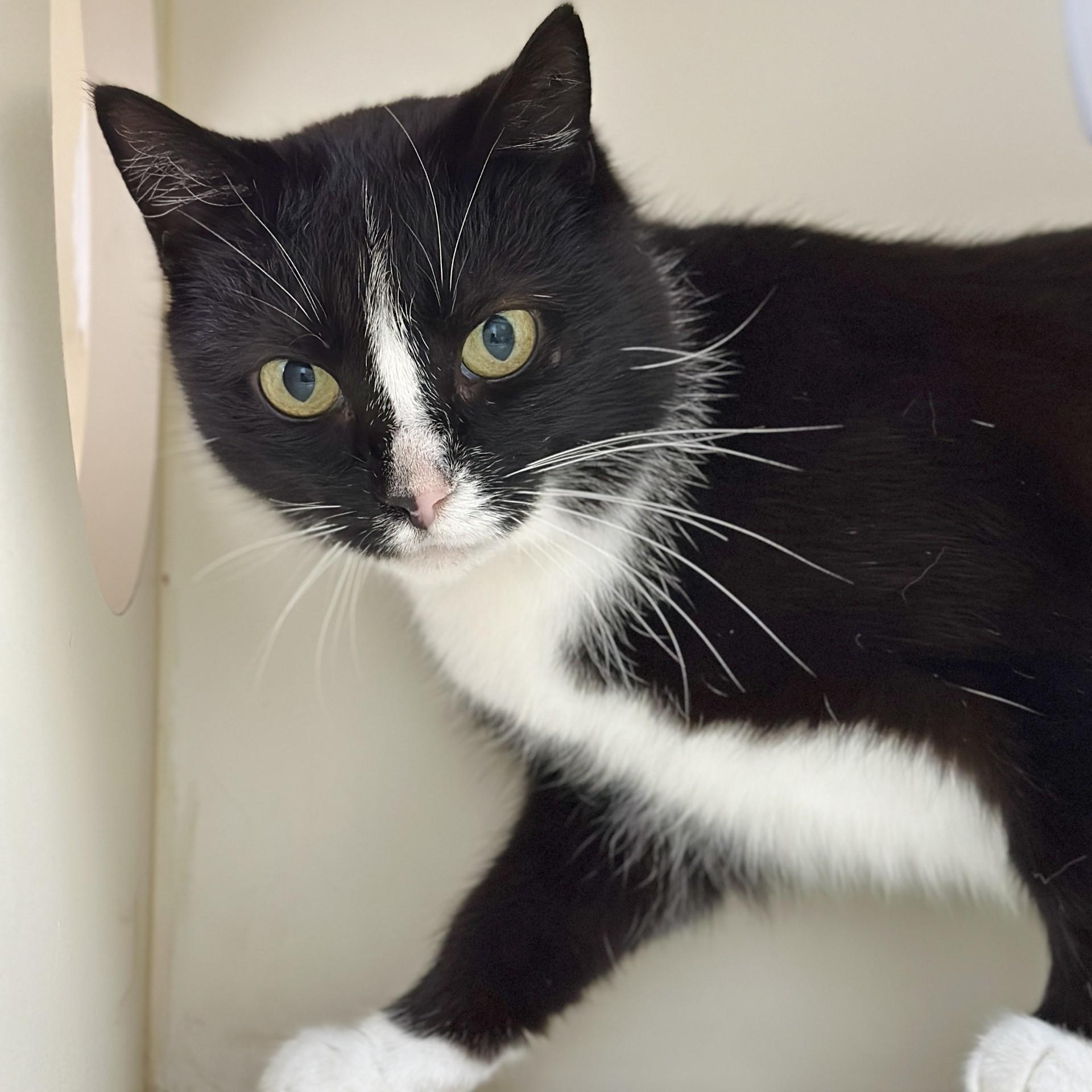 Enlarge Talia, a ADOPTABLE Domestic Short Hair in Victor, NY image 2/5