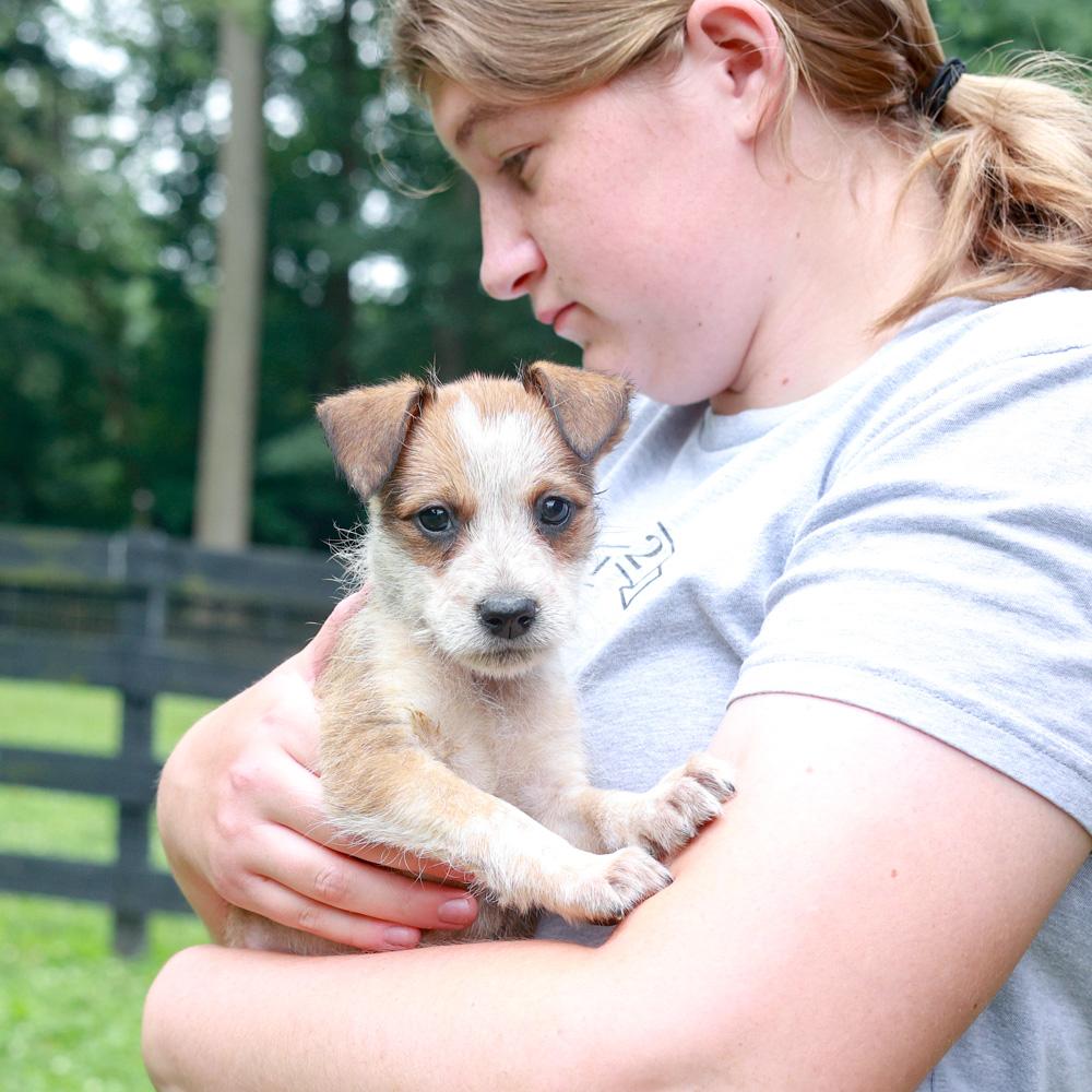 Rylee (Male), a Adoptable mixed breed in West Grove, PA image 5/6