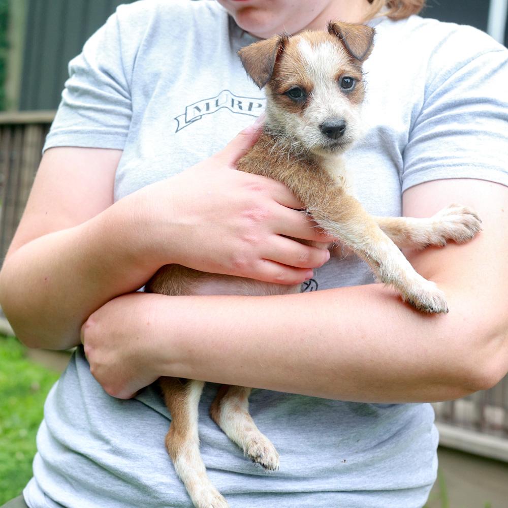 Rylee (Male), a Adoptable mixed breed in West Grove, PA image 3/6