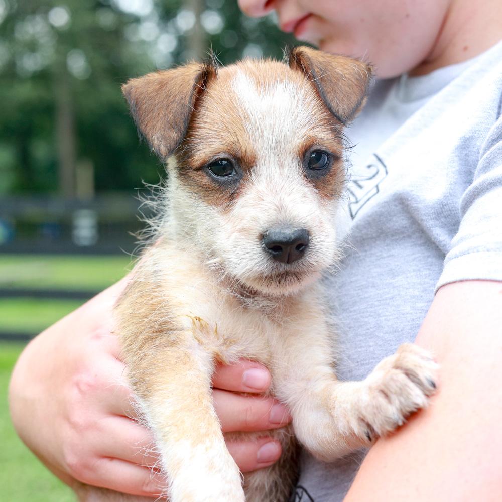 Rylee (Male), Adoptable, Puppy Male Border Terrier & Chihuahua.